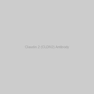 Abbexa - Claudin 2 (CLDN2) Antibody